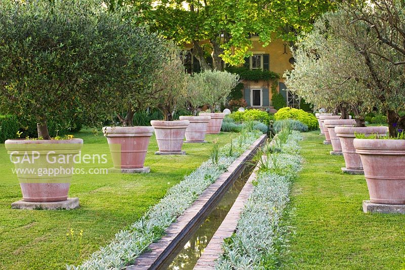 View to the back of the house with water rill surrounded by Stachys Lanata and rows for terracotta containers planted with olive trees 