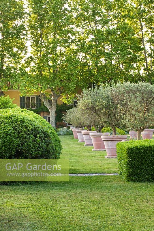 View back to the house with terracotta containers planted with olive trees. Les Confines, Provence, France