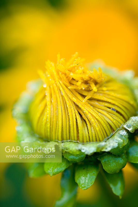 Telekia speciosa syn Buphthalmum speciosum - yellow ox-eye daisy, heartleaf oxeeye
