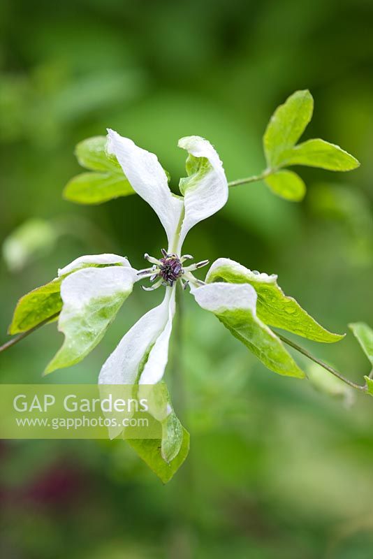 Clematis Viticella 'Alba Luxurians' 