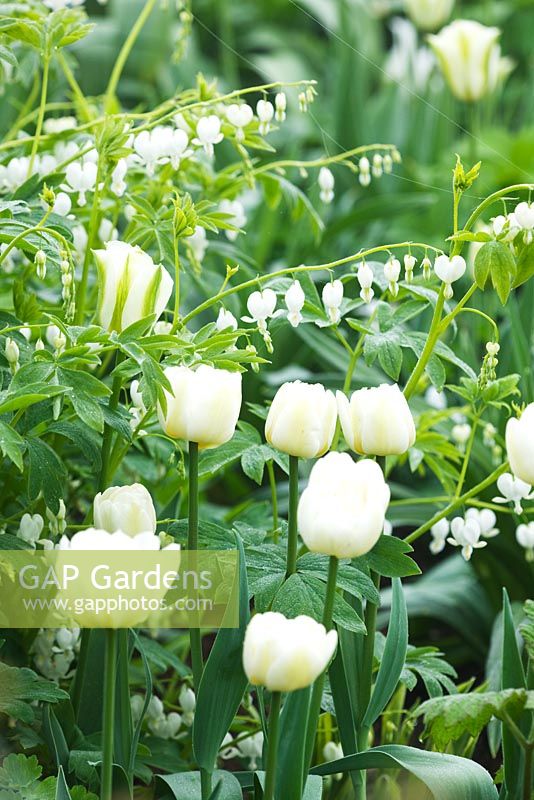 The white garden with white bench and Tulipa 'Spring Green' and Dicentra 'Alba'
