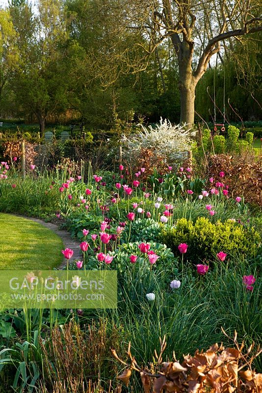 Border beside a lawn with pink tulips, sedum and box