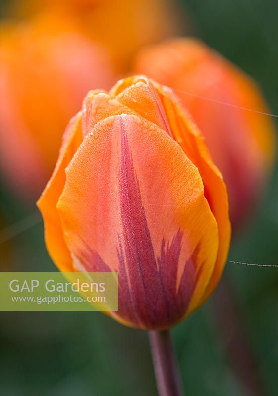 Tulipa 'Prinses Irene'