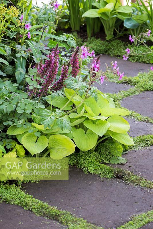 Thyme planted in path crevice, with border of Hosta, Geranium macrorrhizum, Echium Russicum and Euphorbia. 