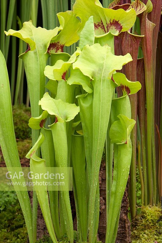 New variety - Sarracenia hybrid C.V. Matt Johnson - pitcher plant cultivated by Matt Soper of Hampshire Carniverous Plants