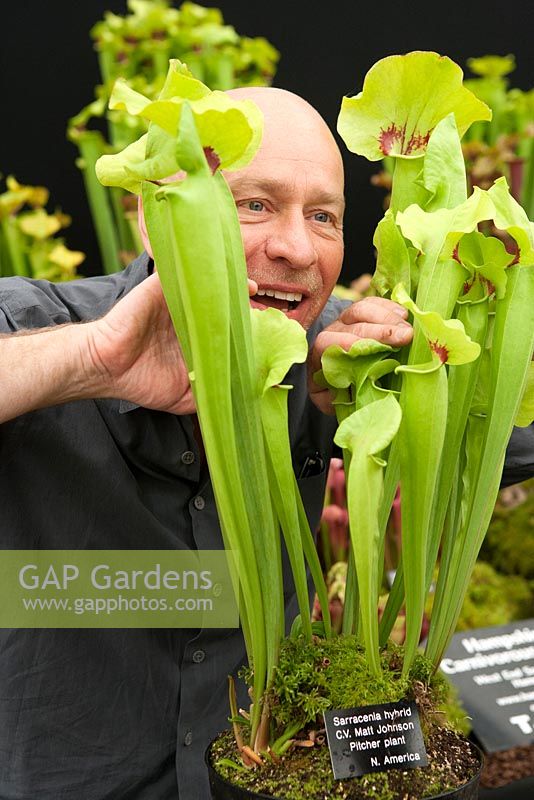 New variety - Sarracenia hybrid C.V. Matt Johnson - pitcher plant cultivated by Matt Soper of Hampshire Carniverous Plants Chelsea flower show 2014