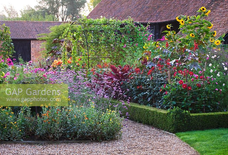 Gravel path with box edged beds with Verbena bonariensis, Helianthus annus, Amaranthus 'Velvet Curtains'. Ulting Wick, Essex
