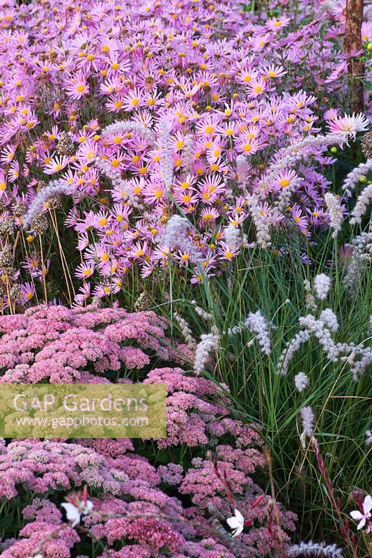 Autumn border in pink with Chrysanthemum 'Clara Curtis', Sedum 'Autumn Joy' and Pennisetum orientalis. Ulting Wick, Essex