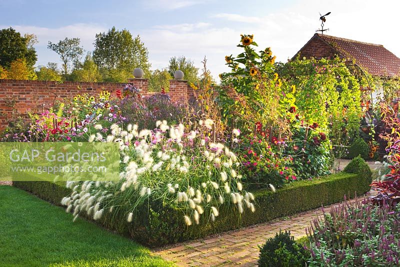 View along brick path with box edged beds - Dahlias, Pennisetum villosum and Helianthus. Ulting Wick, Essex
