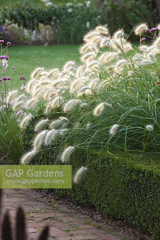 Pennisetum Villosum in box edged bed 