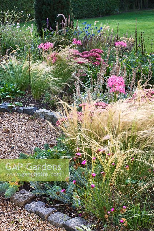 The front garden in autumn with stipa tenuissima and nerines. Ulting Wick, Essex