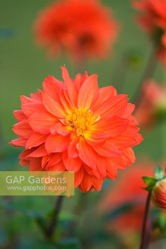 Dahlia 'Orange Cushion'. Ulting Wick, Essex