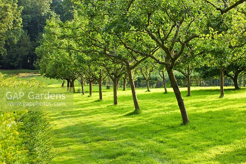 Apple trees in the orchard. Painswick Rococo Garden, Gloucestershire 