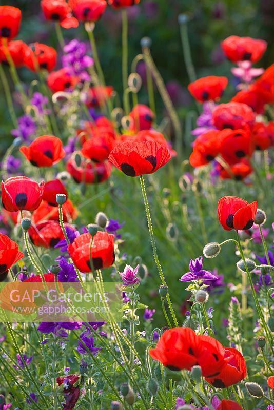 Ladybird poppies - papaver commutatum, caucasian scarlet poppy - in the kitchen garden. Painswick Rococo Garden, Gloucestershire 
