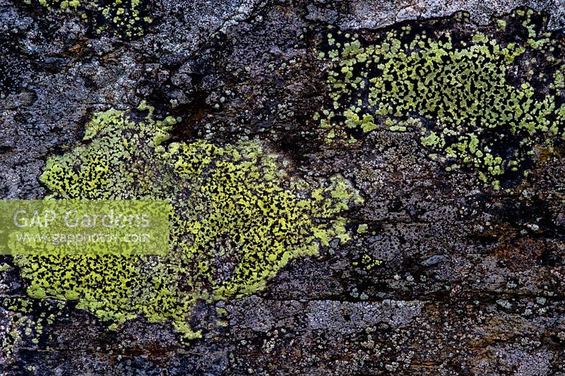 Rhizocarpon geographicum, lichen on stone wall, North Wales