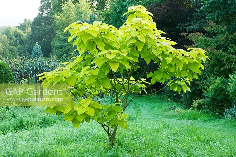 Catalpa bignonioides 'Aurea' (India Bean tree). Moors meadow garden and nursery, Herefordshire 
