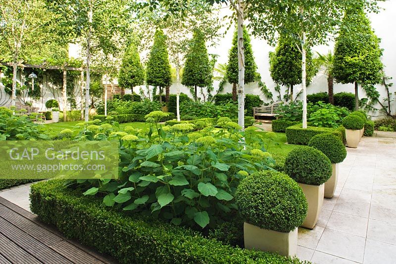 Formal garden with clipped Box and Bay, Hydrangea 'Annabelle' and Betula jacquemontii - The Glass House - Architects Terry Farrell Partners - Garden design by Sallis Chandler