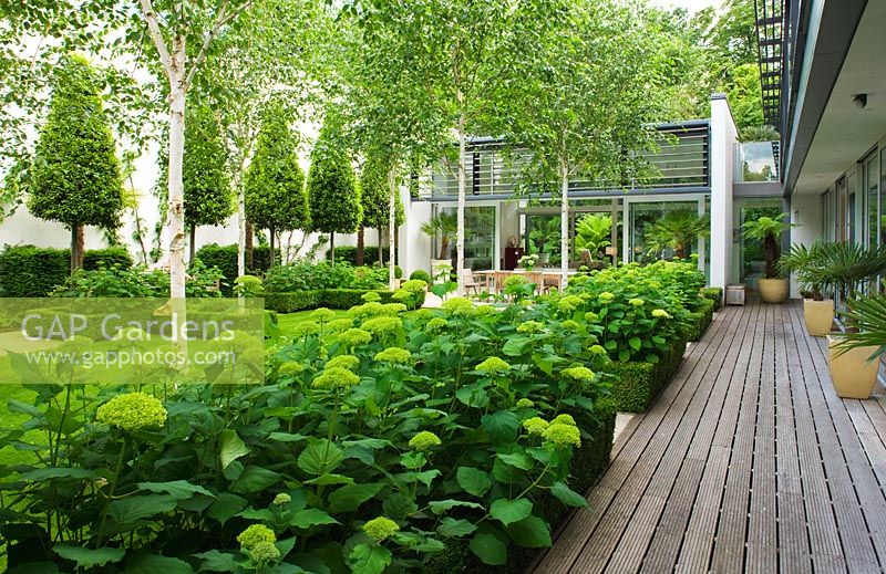 View to glass pavilion, decking, Betula jacquemontii and Hydrangea 'Annabelle' - The Glass House, Petersham - Architects Terry Farrell Partners - Garden design by Sallis Chandler