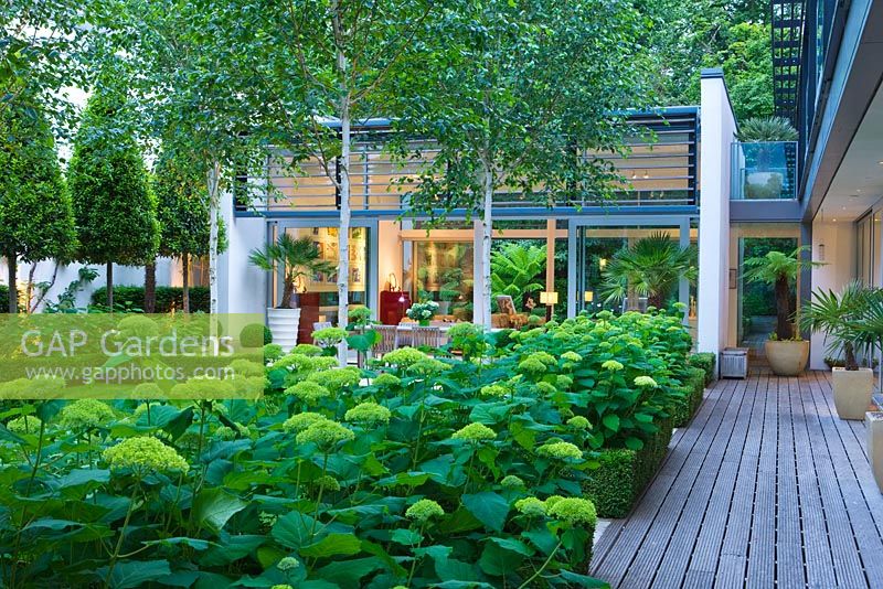 Night view of glass pavilion, clipped Bay, decking and Hydrangea 'Annabelle' - The Glass House, Petersham - Architects Terry Farrell Partners - Garden design by Sallis Chandler