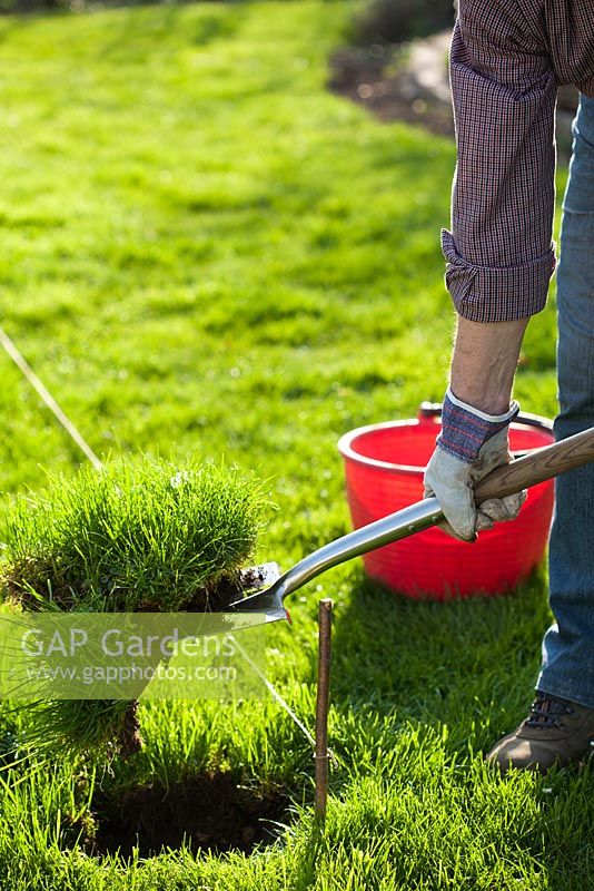 Creating a new perennials border under apple trees. Man digging along border markings. Removing turf.