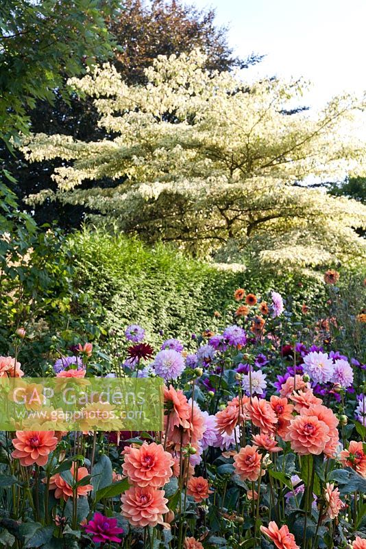 Border of Dahlias. Dahlia 'Geerlings Cupido', Dahlia 'Karma Prospero'. Cornus controversa Variegeta.