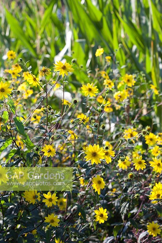 Helianthus microcephalus