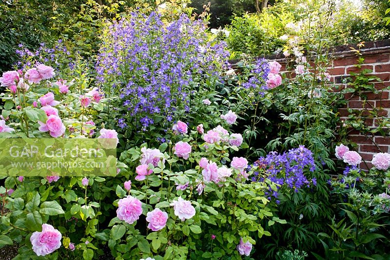 Rosa 'Cottage Rose', Campanula lactiflora 'Prichard's variety', Aconitum 'Spark's Variety', Rosa 'Shropshire Lass', Eryngium giganteum