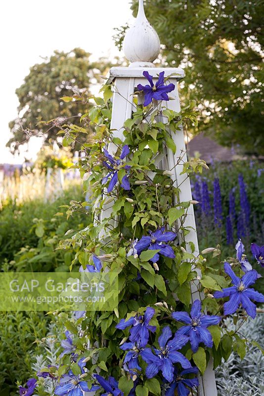 Clematis 'Rhapsody'