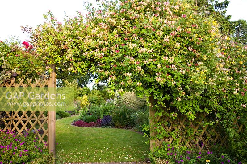 Wooden arch covered with Lonicera periclymenum serrotina and Clematis 'Bill MacKenzie'