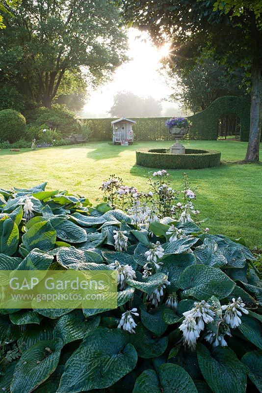 Hosta sieboldiana 'Elegans'