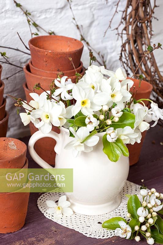 White Narcissus and Pear blossom displayed in white china jug