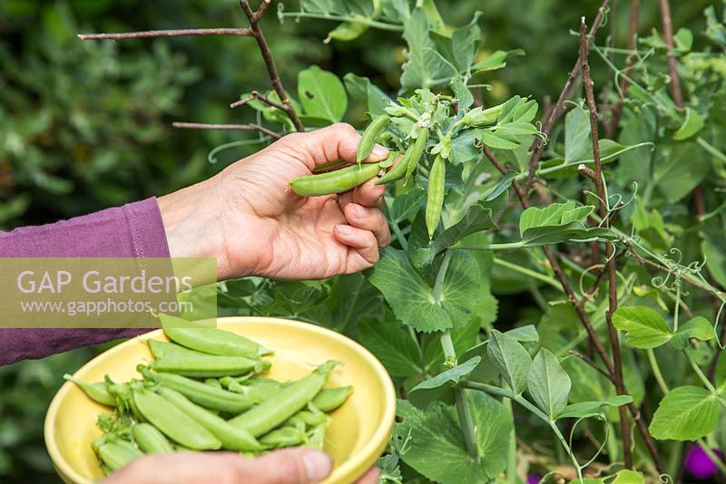 Harvesting Pea 'Sugar Flash'