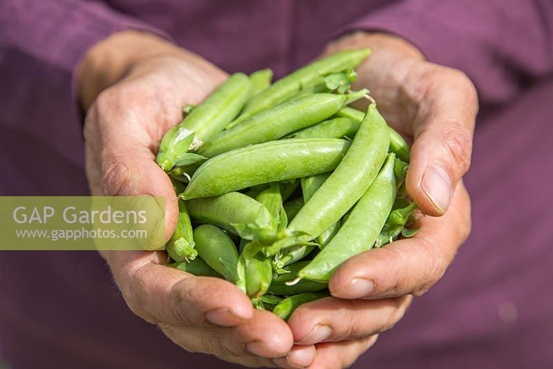 Harvested Pea 'Sugar Flash' in hands