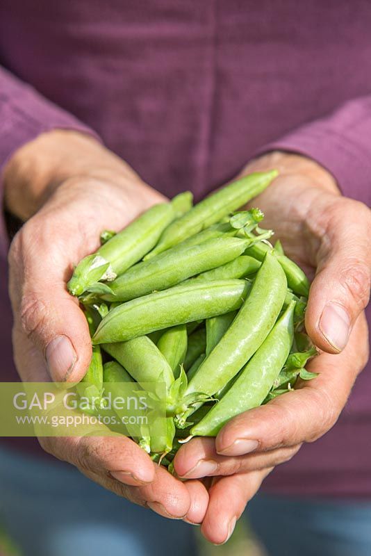 Harvested Pea 'Sugar Flash' in hands