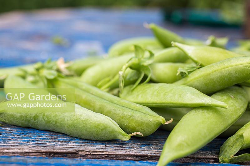 Harvested Pea 'Sugar Flash' on blue wooden surface. 