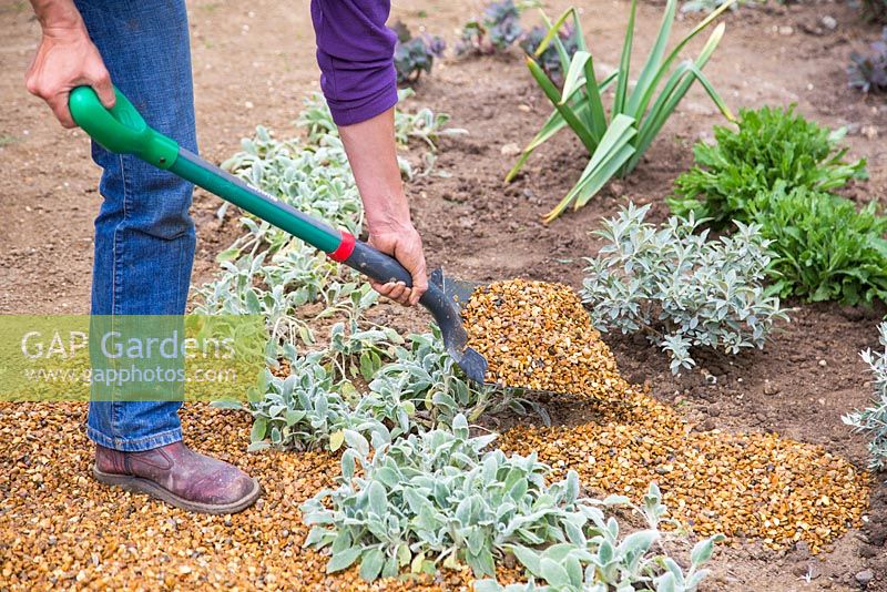 Adding gravel to Buddleja 'Lochinch'