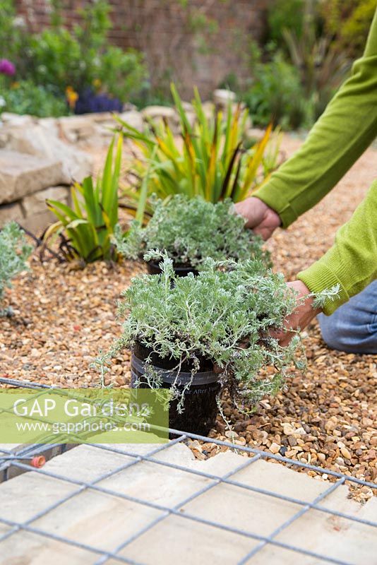 Planting Artemisia 'Powis Castle'. Positioning plants