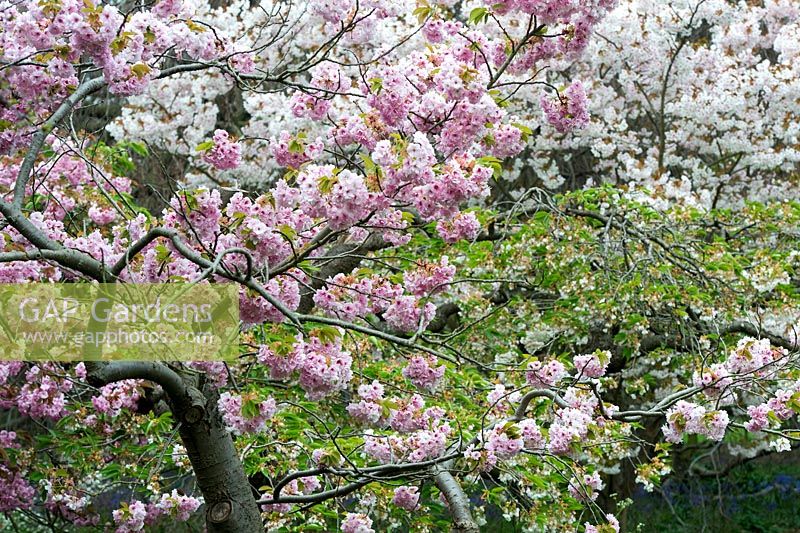 Prunus Oshokun - Japanese Cherry tree blossom