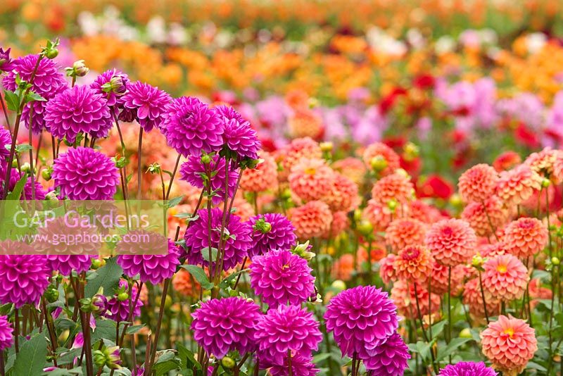 Summer dahlia fields with rows of colourful flowers. Dahlia 'Gonzo Grape' and Dahlia 'Gingeroo' 