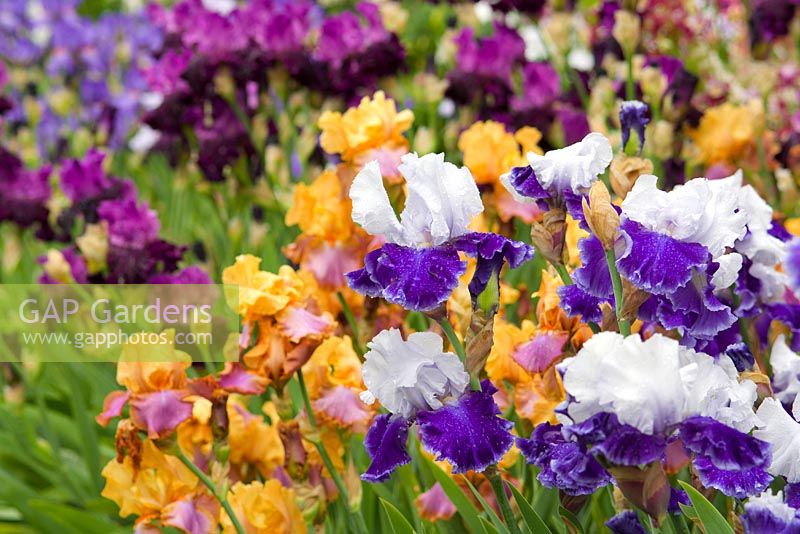 Spring iris display garden with colorful rows of bearded iris. Iris x hybrida syn. germanica 'Drifting' - Tall Bearded Iris.