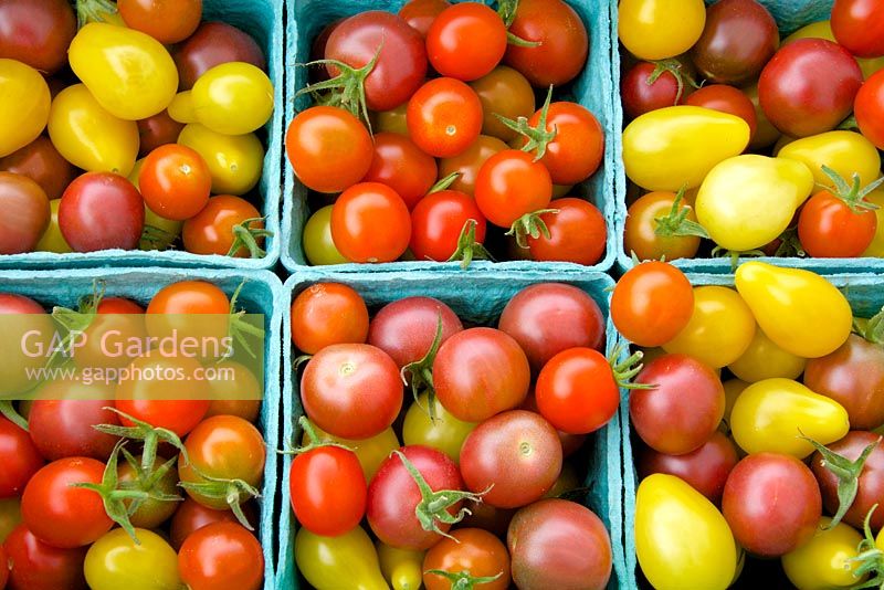 Solanum lycopersicum - Tomato. Pint containers of fresh cherry and miniature pear tomatoes at the farmer's market. 