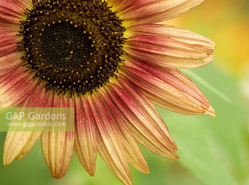 Helianthus annuus 'Autumn Beauty' - Autumn Beauty Sunflower.