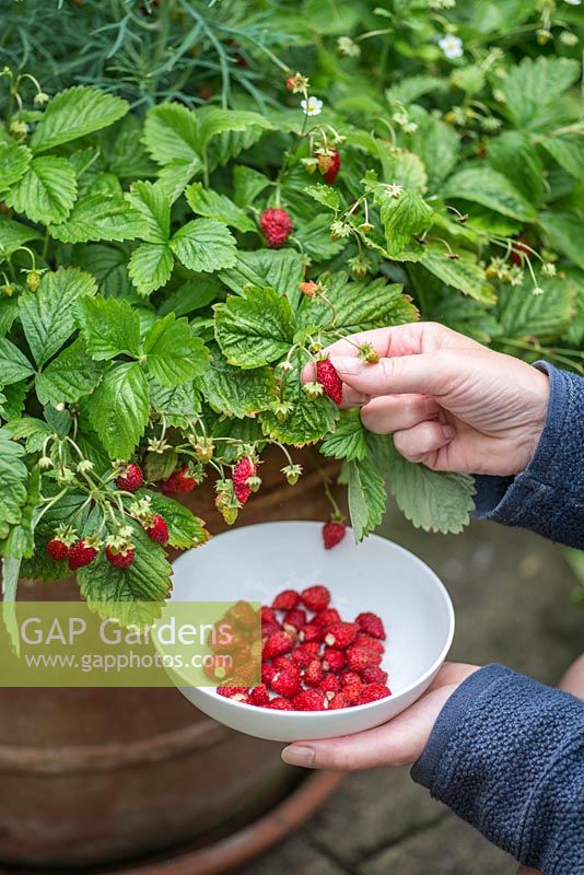 Woman picking alpine strawberries from  large terra cotta container on patio
