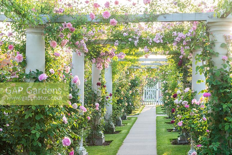 Rose covered Pergola. The Renaissance Garden, David Austin Roses, Albrighton, Staffordshire.