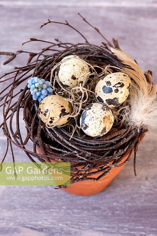 Homemade easter nest with quails eggs and feather