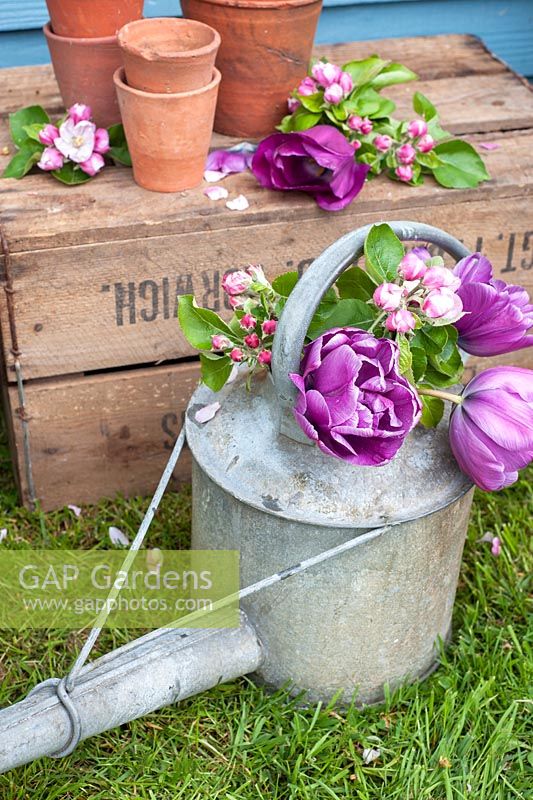 Tulips and apple blossom in watering can - Tulipa 'Blue Diamond'