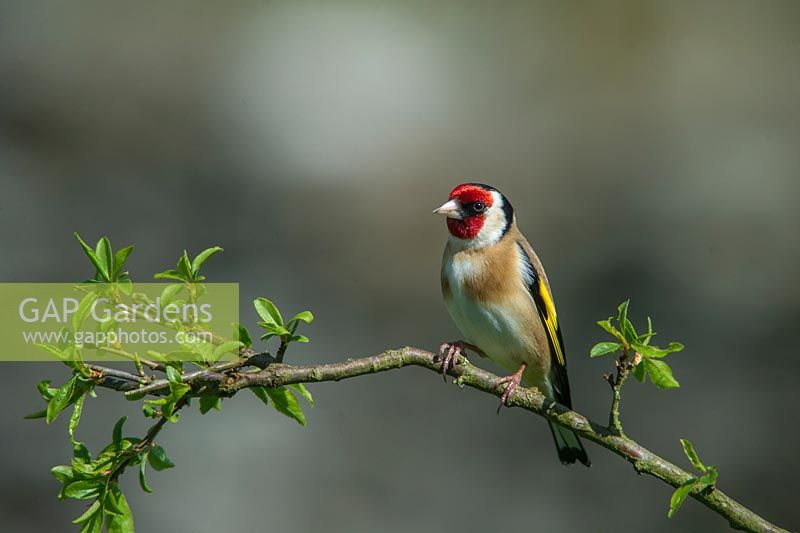 Carduelis carduelis - Goldfinch