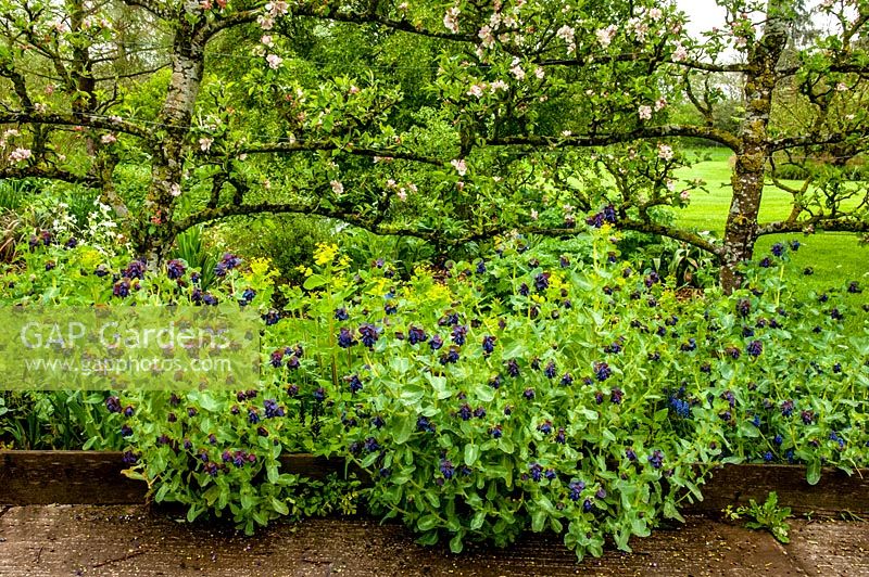 Cerinthe major ' Purpurascens', Smyrnium perfoliata and   Malus - Apple tree - Ivycroft garden and nursery