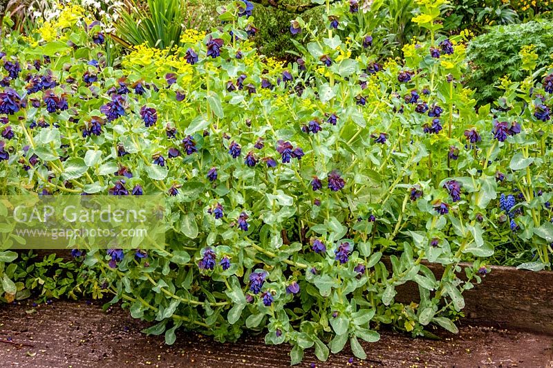 Cerinthe major ' Purpurascens', Smyrnium perfoliata, Ivycroft garden and nursery