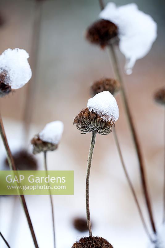 Seedheads of Phlomis russeliana with snow